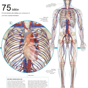 Sistema cardivascular cuerpo Sistema cardiaco humanos