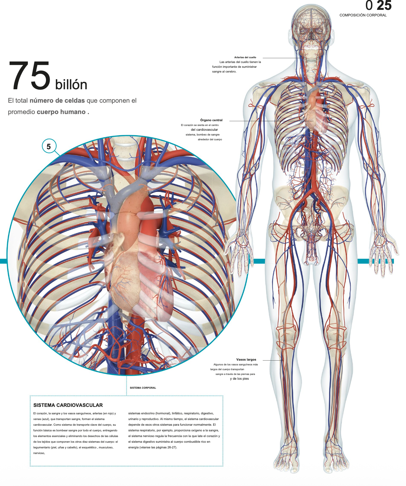 Sistema cardiaco humanos