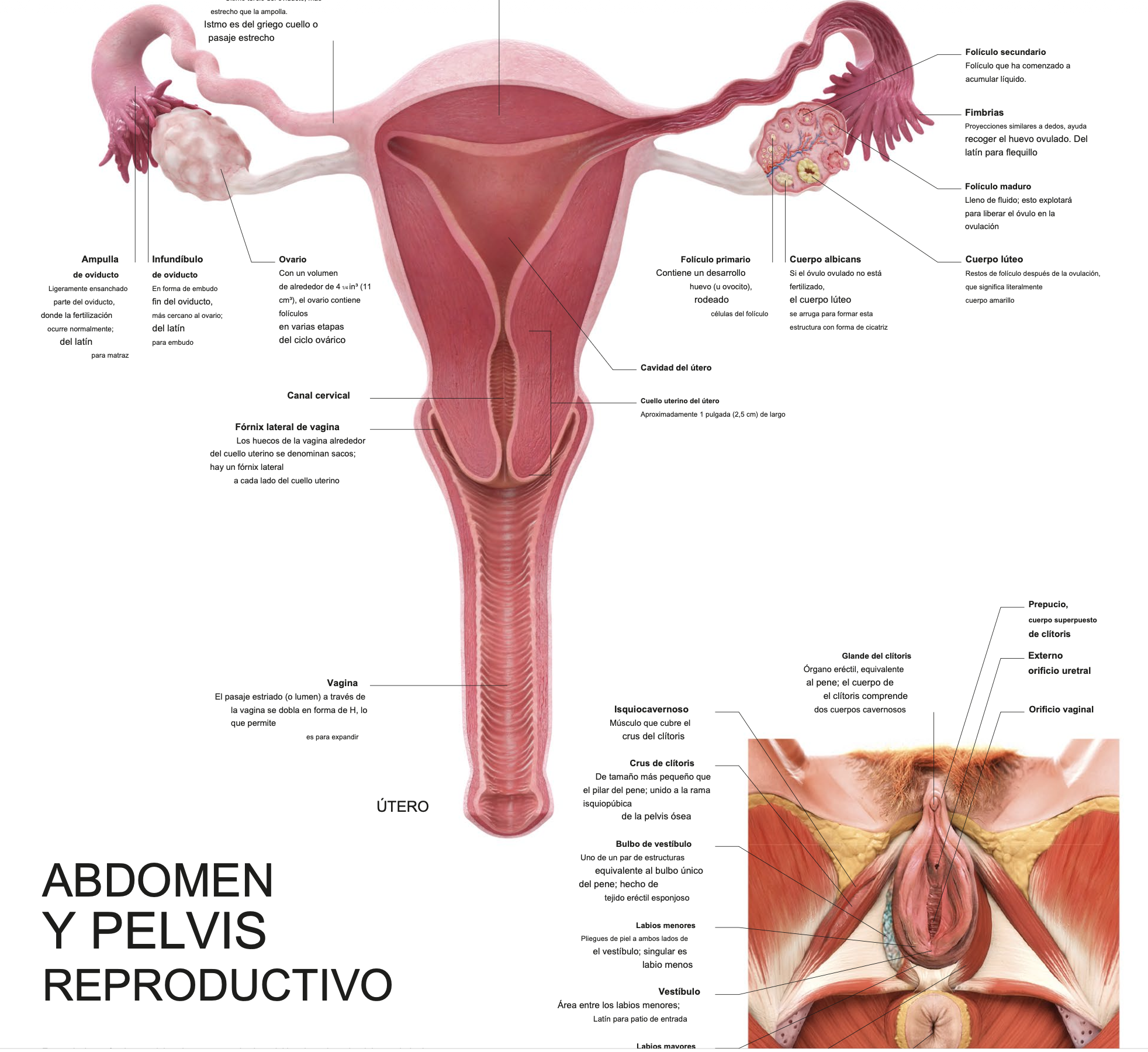reproductivo de mujeres