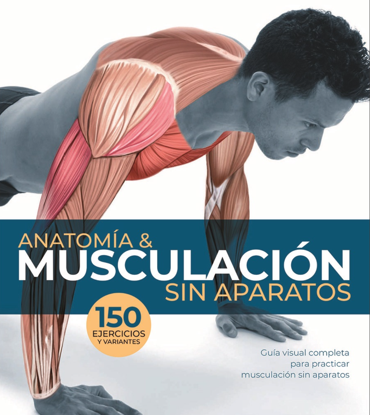 ejercicios basico de musculacion sin peso calistenia visual